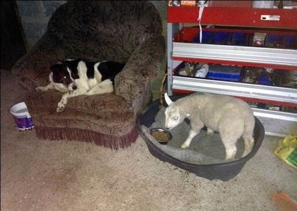 2.9.15 - Orphaned Lamb Raised by Collies now Thinks it’s a Dog