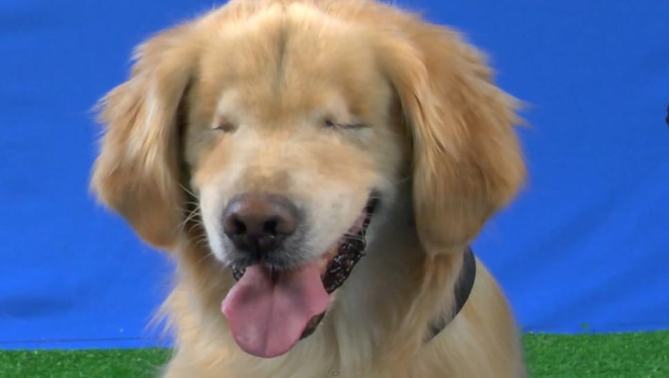 Dog Born with No Eyes Becomes First-Rate Therapy Dog