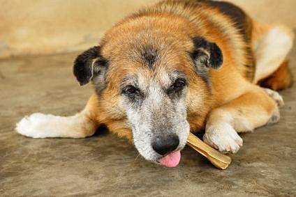 Old dog chewing a leather bone.