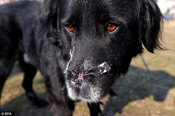 3.20.15 - Homeless Dog Who Lost Nose to Receive Implant1