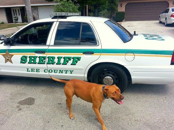 3.25.15 - Deputy Befriends Wandering Pit Bull3