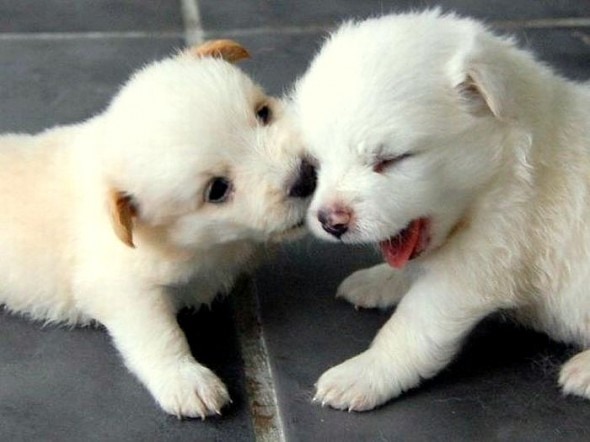 3.26.15 - Cutest Doggie Smooches10