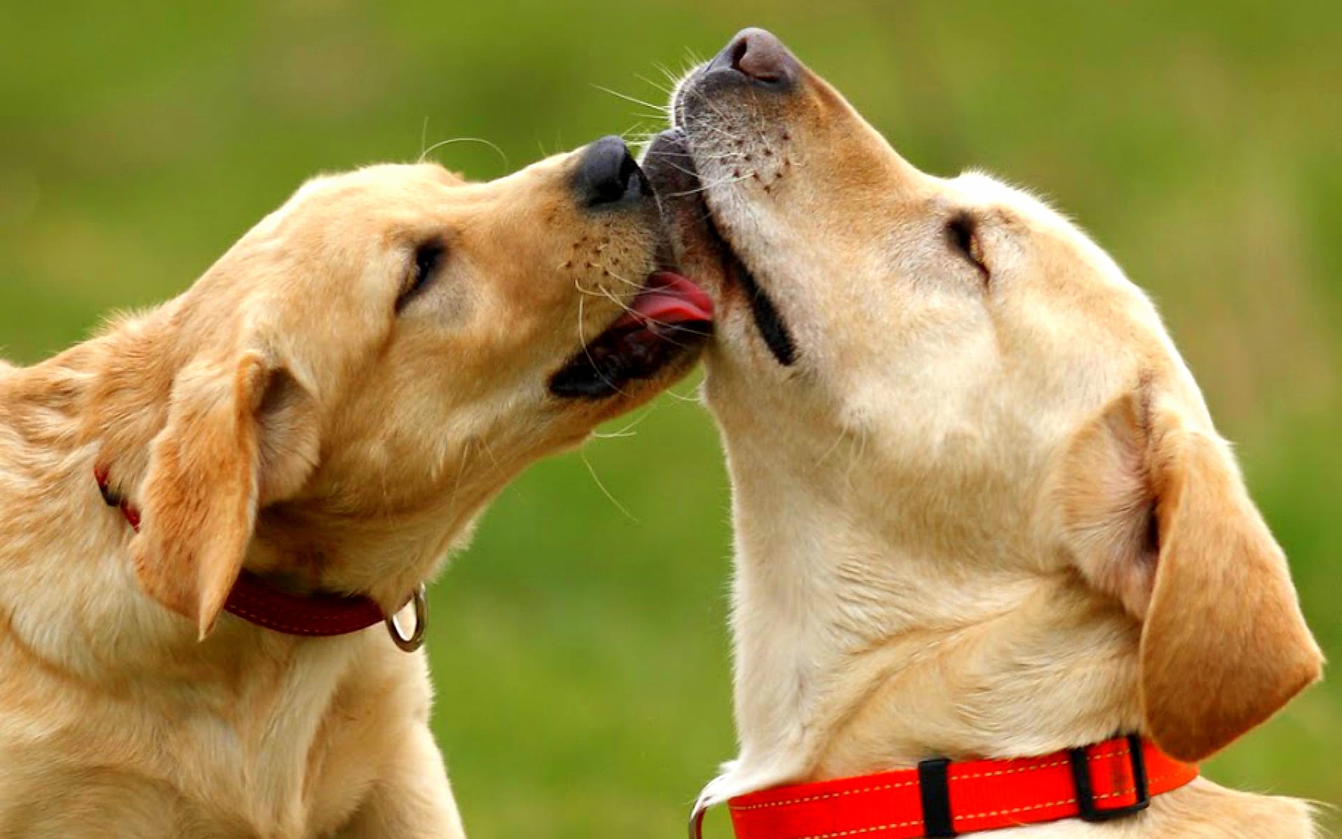 Girl two dog. Собаки. Собаки любовь. Собаки целуются. Две собаки любовь.