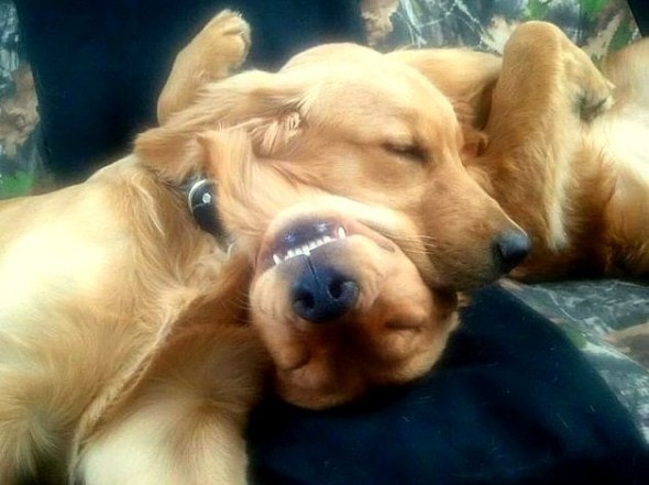 3.27.15 - Cutest Doggie Sleepovers13