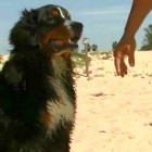 3.28.15 Bernese Mountain Dog Saves Two People from Riptide1