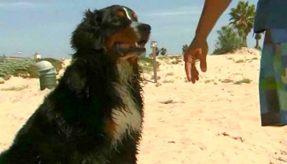3.28.15 - Bernese Mountain Dog Saves Two People from Riptide1