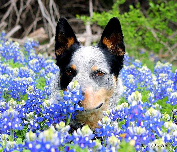 Agent of W.O.O.F inspecting the Bluebonnets