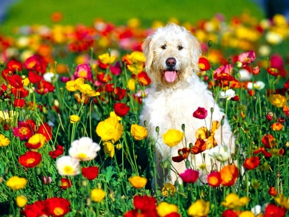 3.28.15 - Dogs in Flowers21