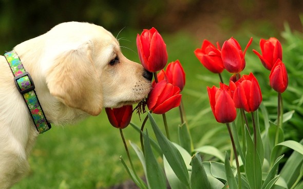 3.28.15 - Dogs in Flowers24