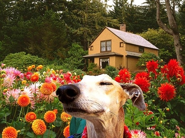 3.28.15 - Dogs in Flowers26