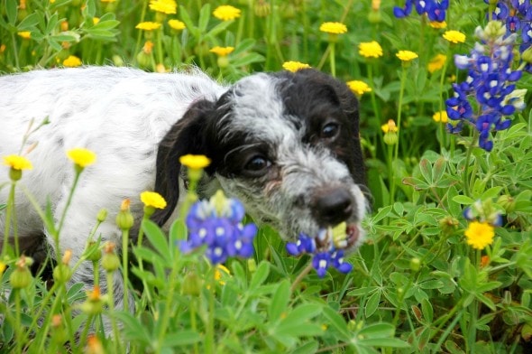 3.28.15 - Dogs in Flowers7