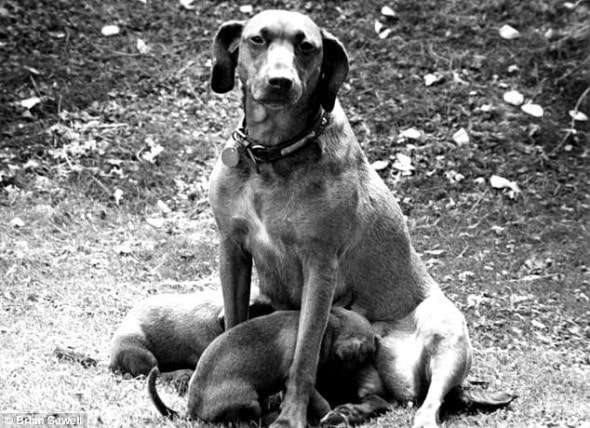 Susie sits on the grass with two of her puppies.