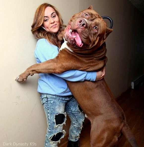 3.4.15 - 175-Pound Pit Bull May Be World's Biggest2