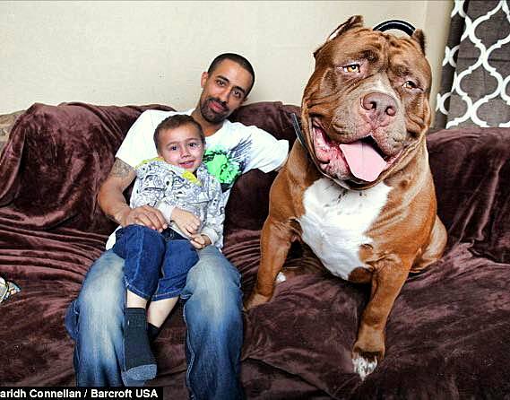 3.4.15 - 175-Pound Pit Bull May Be World's Biggest6
