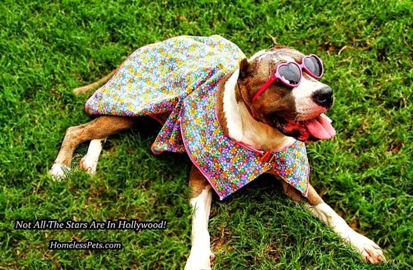 3.4.15 - Fashion Therapy Helps Abused Bait Dog Recover10