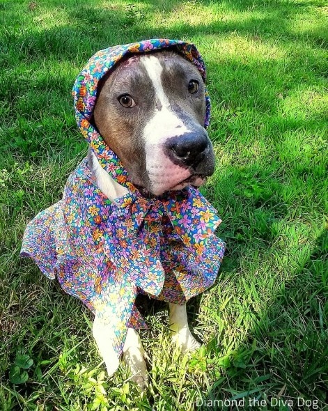 3.4.15 - Fashion Therapy Helps Abused Bait Dog Recover15