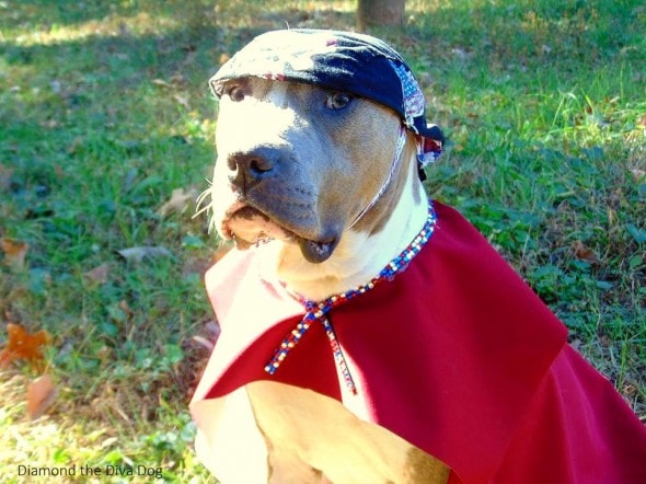 3.4.15 - Fashion Therapy Helps Abused Bait Dog Recover4