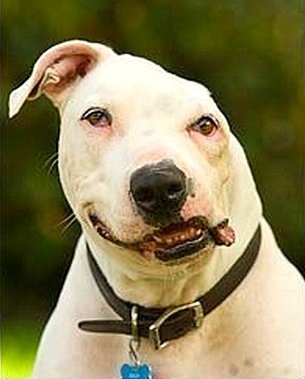 3.5.15 - Beloved Rescue Dog Oogy Has Died1
