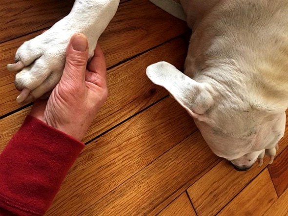 3.5.15 - Beloved Rescue Dog Oogy Has Died4