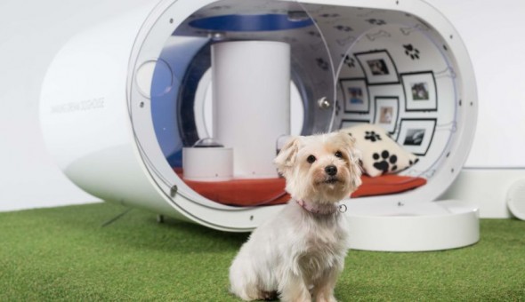 Samsung Dream Doghouse