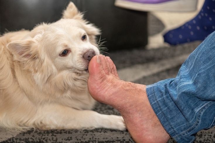Dog licking mans feet at home