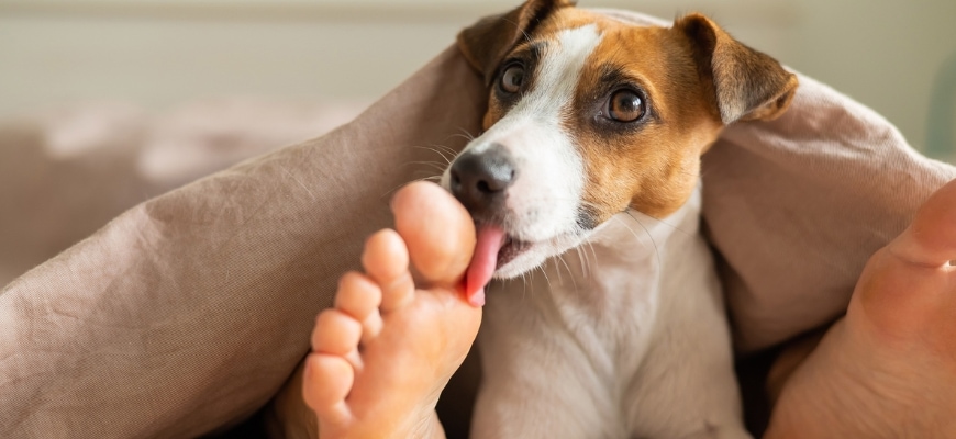 The dog jack russell terrier licking feet