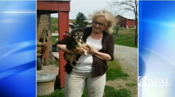 Chihuahua who survived Interstate 79 fatal car crash.