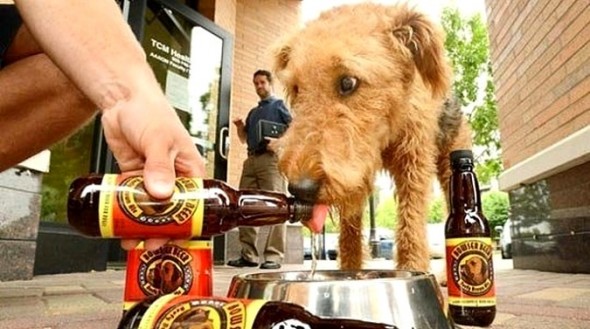 4.1.15 - A Beer You Can Share with Your Dog1