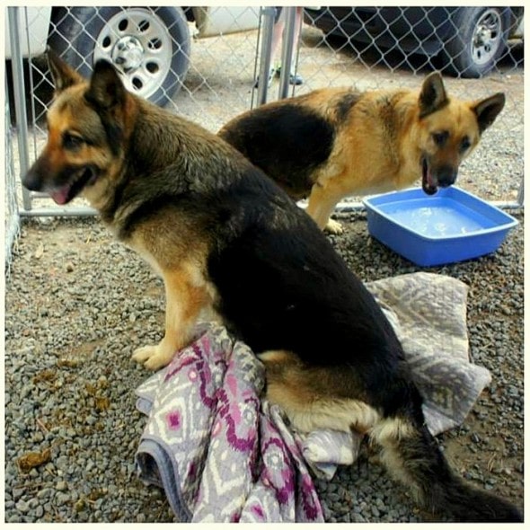 4.12.15 - Disabled German Shepherds Need a Home1