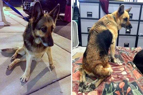 4.12.15 - Disabled German Shepherds Need a Home5