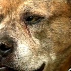 4.16.15 Brave Dog Stops Murderer from Killing His Family1