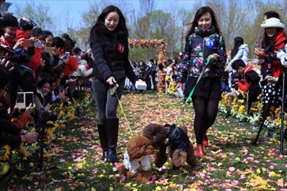 Barking Mad Wedding For Dogs In China
