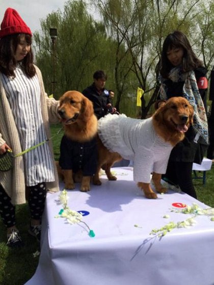 Barking Mad Wedding For Dogs In China