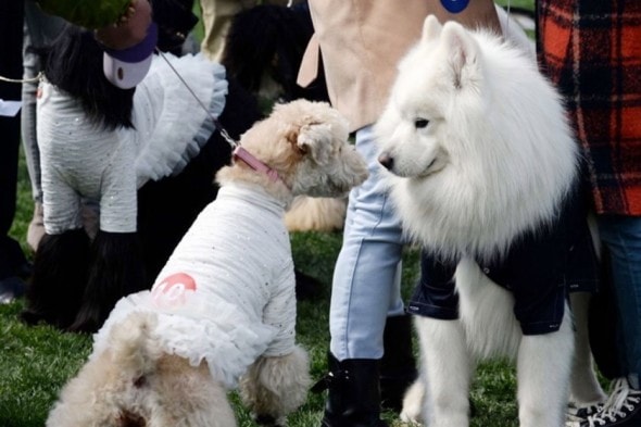 VID: Barking Mad Wedding For Dogs In China
