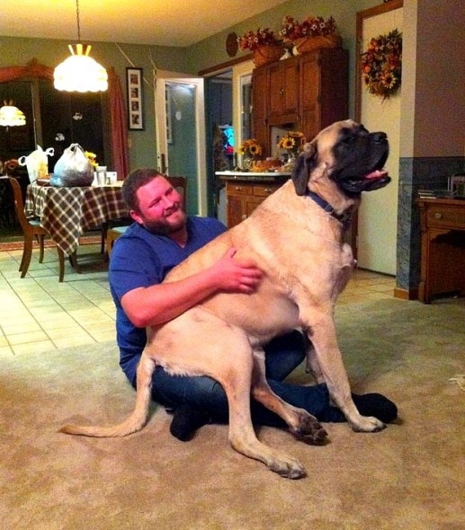4.17.15 - 21 Dogs Who Are Completely Oblivious to How Enormous They Are10