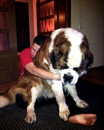 4.17.15 - 21 Dogs Who Are Completely Oblivious to How Enormous They Are13