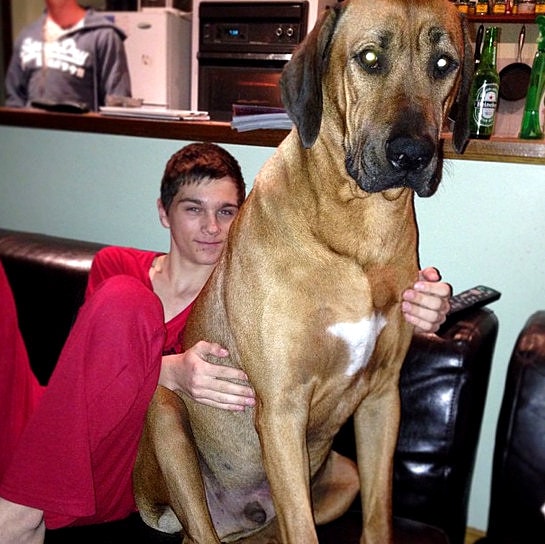 4.17.15 - 21 Dogs Who Are Completely Oblivious to How Enormous They Are16