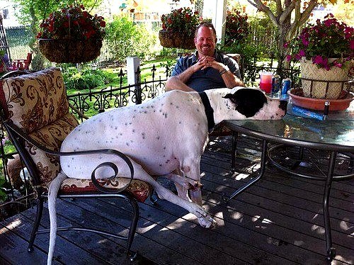 4.17.15 - 21 Dogs Who Are Completely Oblivious to How Enormous They Are18