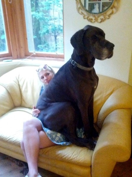 4.17.15 - 21 Dogs Who Are Completely Oblivious to How Enormous They Are20