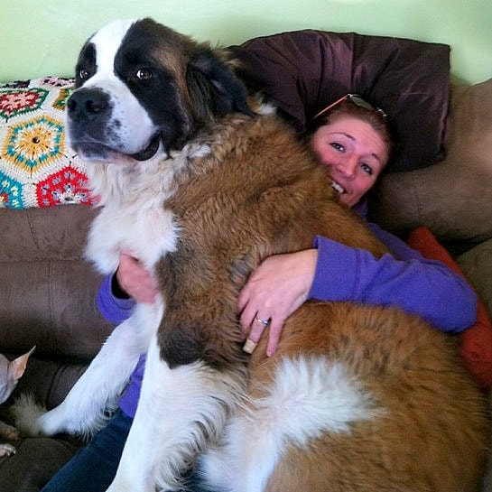 4.17.15 - 21 Dogs Who Are Completely Oblivious to How Enormous They Are21