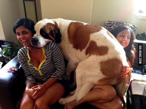 4.17.15 - 21 Dogs Who Are Completely Oblivious to How Enormous They Are6