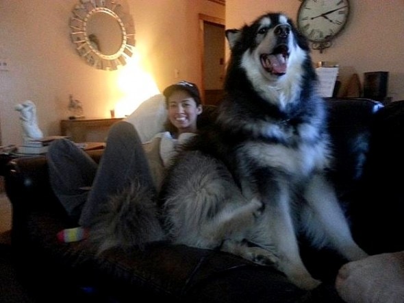 4.17.15 - 21 Dogs Who Are Completely Oblivious to How Enormous They Are8