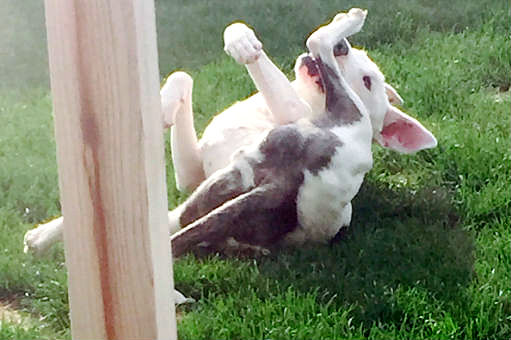 Dog Accidentally Buried Alive Digs Her Way Out of Her Grave - LIFE WITH
