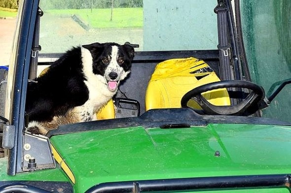 4.22.15 - Border Collie Goes for a Ride on a Stolen Tractor1
