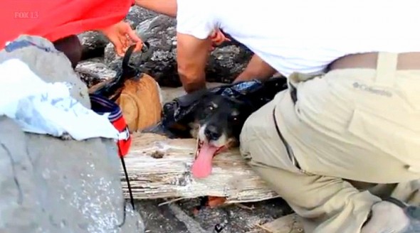 4.24.15 - Complete Strangers Unite to Keep a Dog from Dying in a Tar Pit1