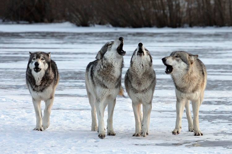 wolf scavengers halls of wisdom wolf scavengers halls of wisdom