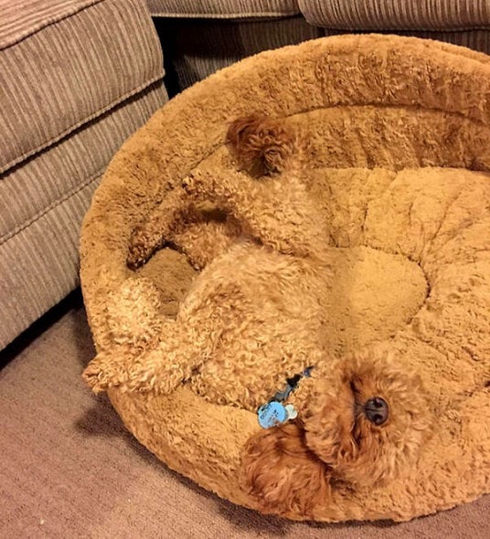 4.26.15 - Pets Who Are Hiding in Plain Sight19
