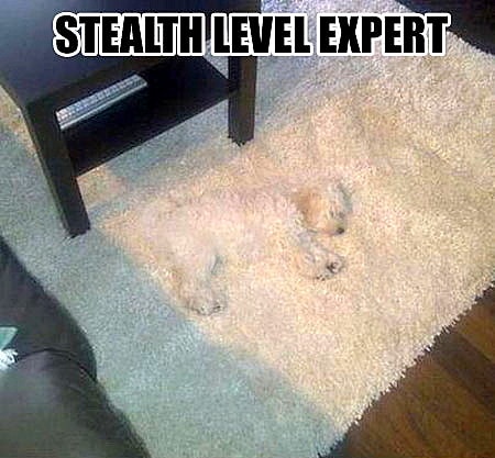 4.26.15 - Pets Who Are Hiding in Plain Sight25