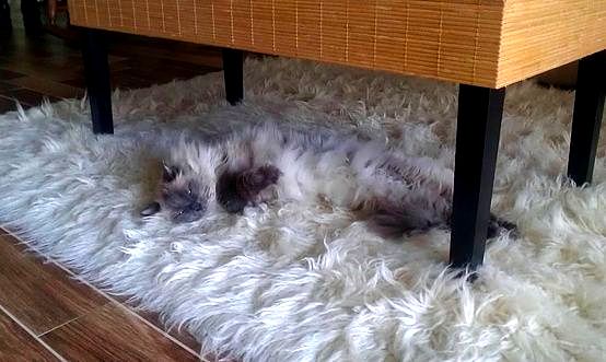 4.26.15 - Pets Who Are Hiding in Plain Sight4