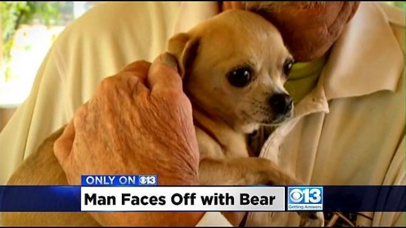 4.29.15 - Man Punches Bear to Save Dog2